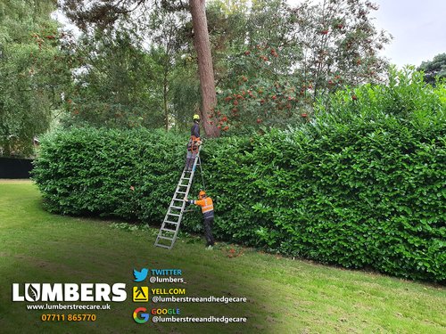 Hedge Trimming Wirral