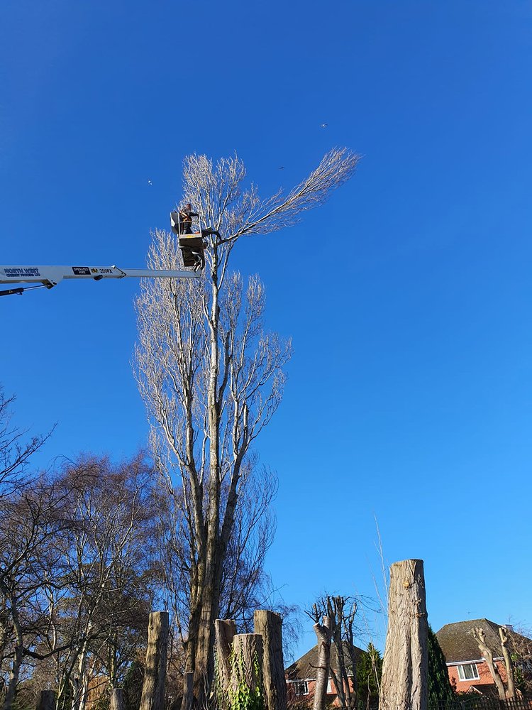 Tree Pruning Crown Reduction in Wirral