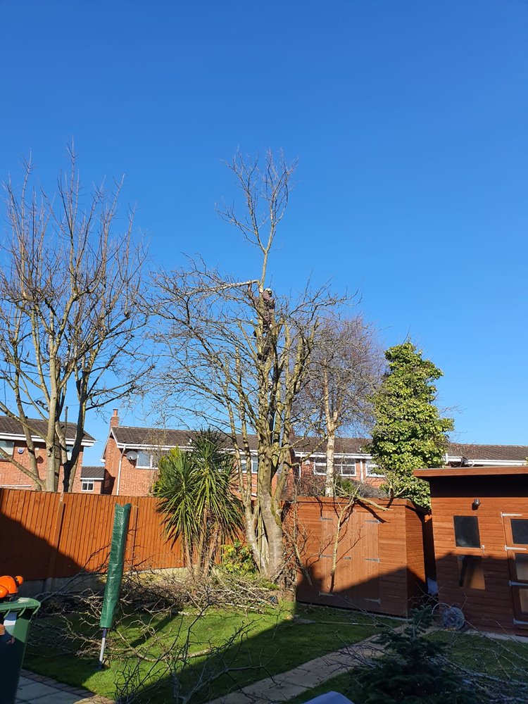 Tree Removal Wirral