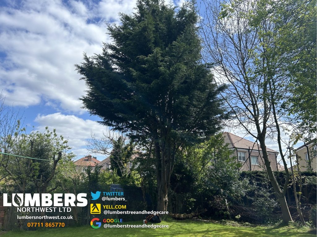 arborist and tree surgeon