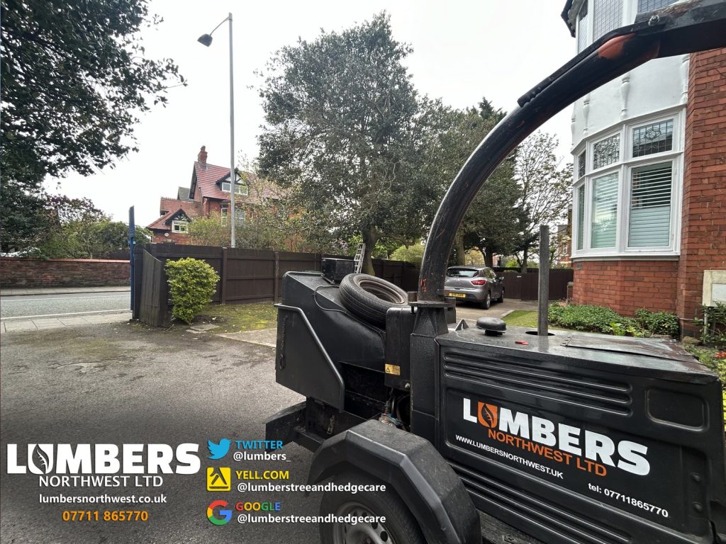 local tree surgeon near me