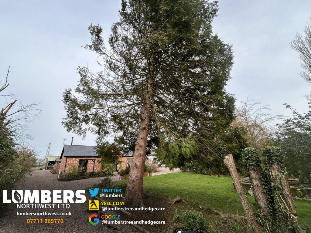tree felling near me