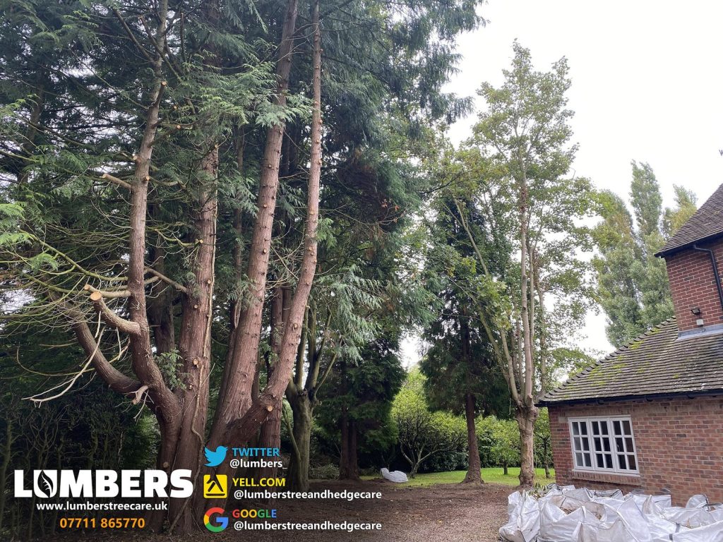 tree removal service