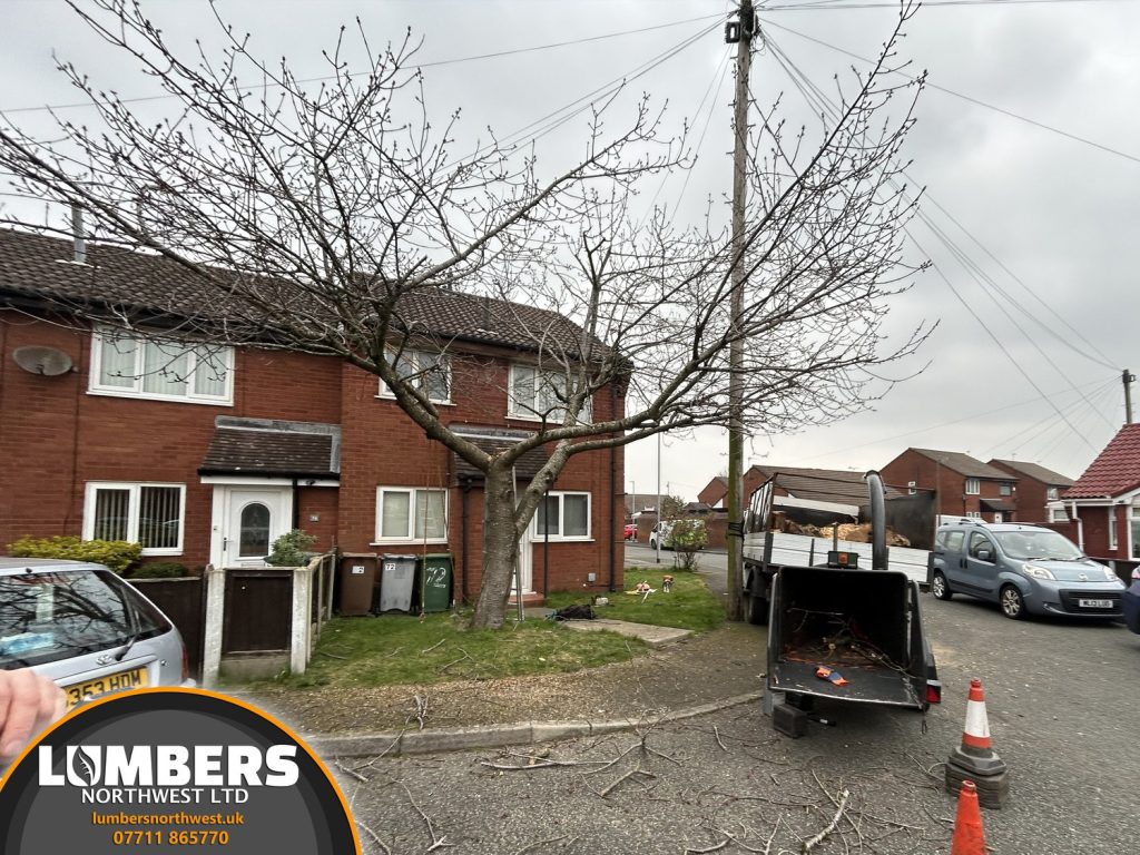 tree surgeon near me prices